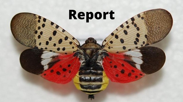  Spotted Lanternfly